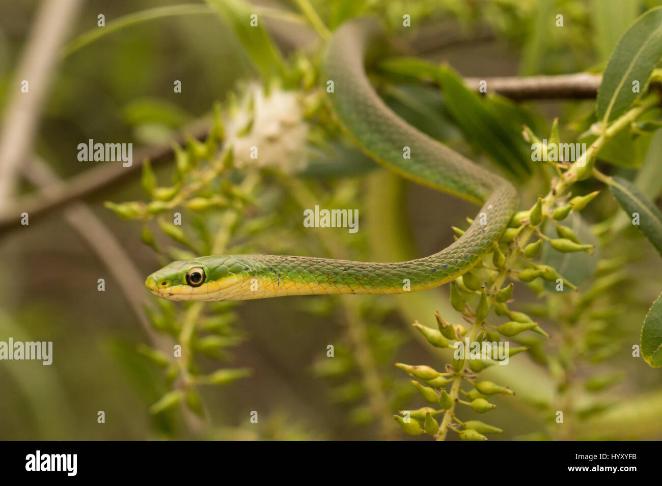 Ruvido green snake mimetizzata nel fogliame Foto Stock