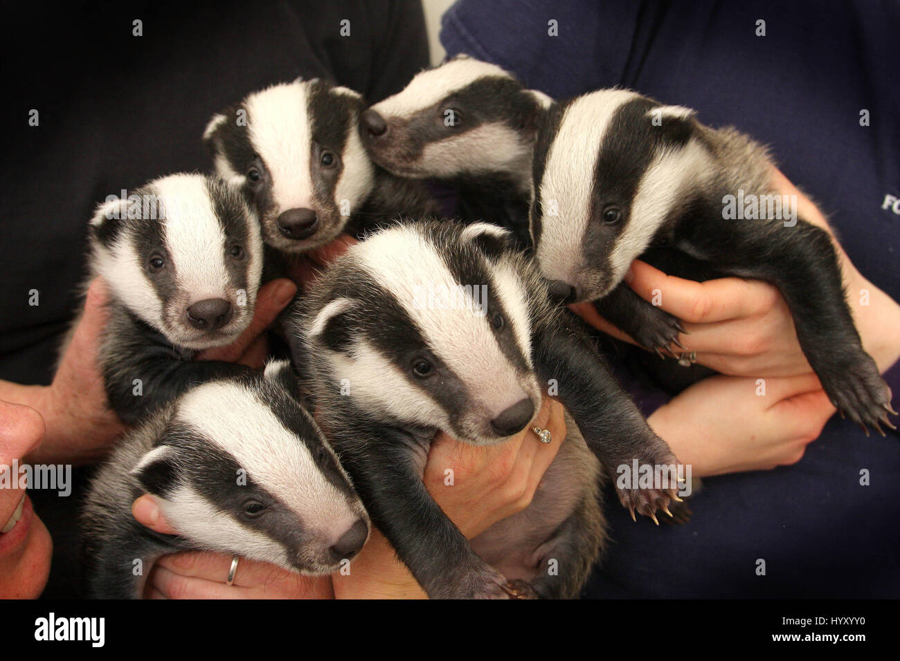 Badger Cubs con le loro facce adorabili, occhi lucenti e striato pelliccia, è difficile immaginare una madre li abbandona. Foto Stock