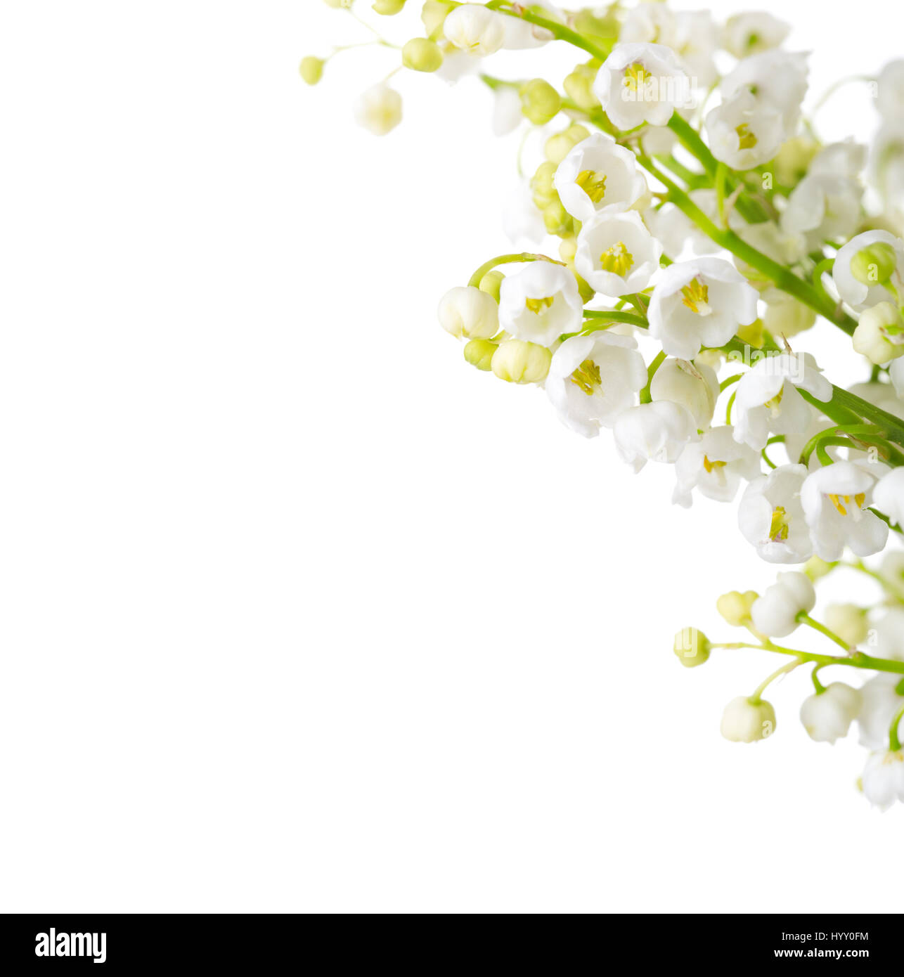 Gigli della valle isolata su uno sfondo bianco. Messa a fuoco selettiva Foto Stock