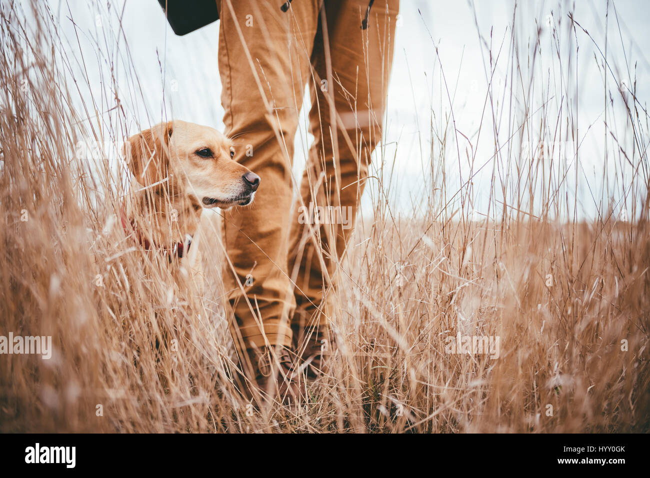 Escursionista e cane in erba alta Foto Stock