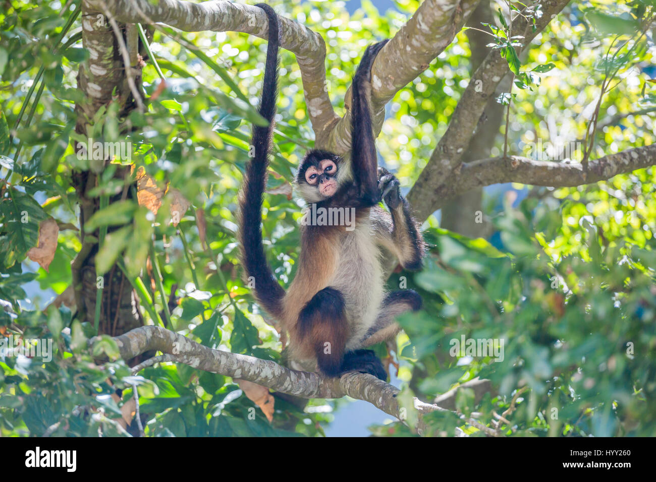 Spider monkey seduti sulla struttura ad albero nel mezzo della giungla Foto Stock