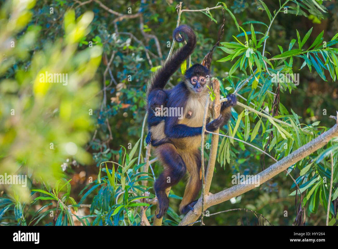 Baby Spider monkey con sua madre sulla struttura ad albero nel mezzo della giungla Foto Stock