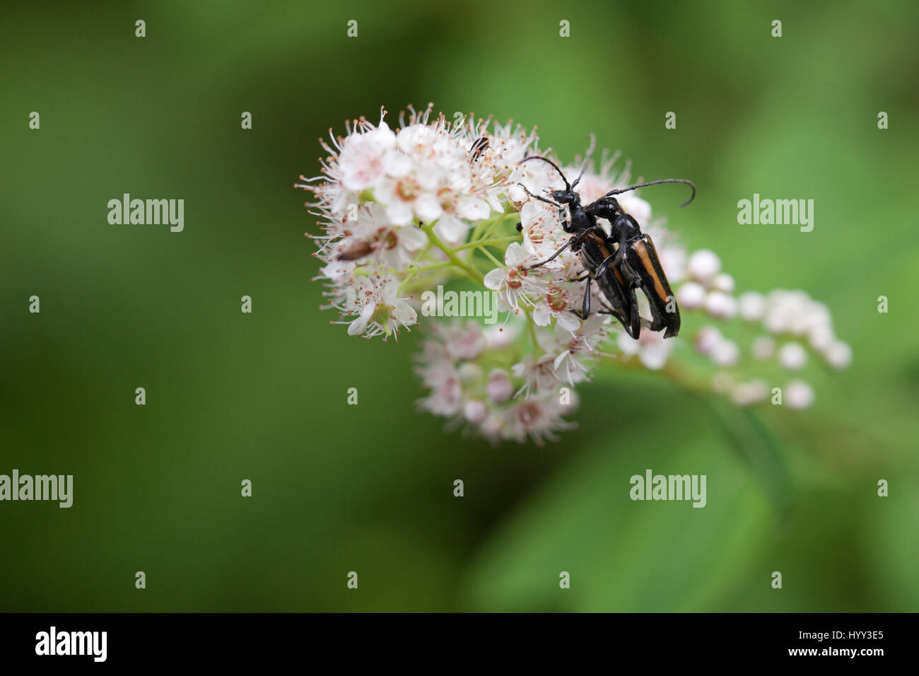 Coppia di strangalepta abbreviata coleotteri in accoppiamento bianco fiori isolati su uno sfondo sfocato Foto Stock