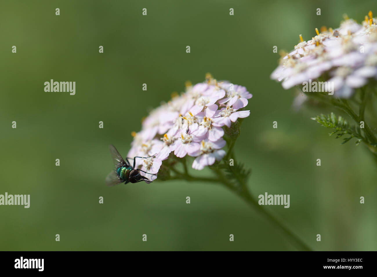 Green fly rovistando in rosa achillea fiori isolati su un sfocato sfondo verde Foto Stock