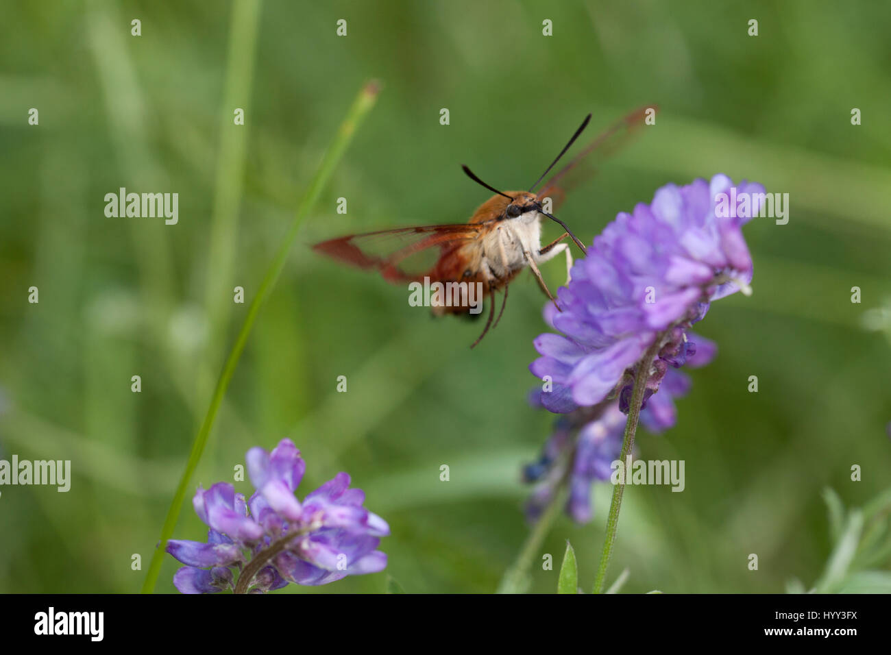 Hummingbird clearwing moth rovistando in tufted vetch fiori viola isolata su uno sfondo sfocato. hemaris thysbe Foto Stock