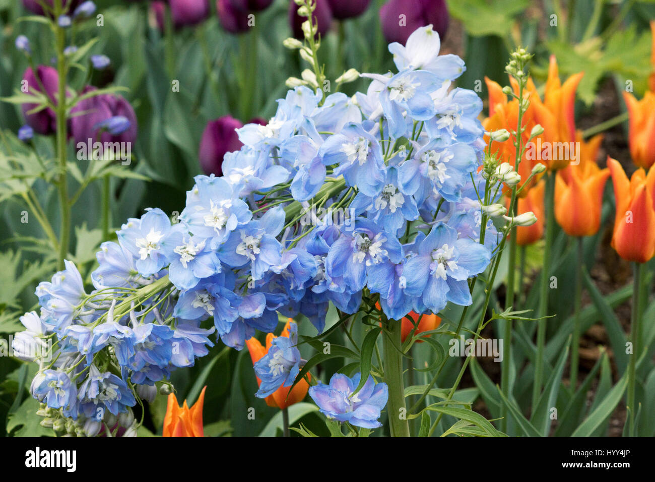 Delphinium blu in primavera con Orange tulipani in background, Marzo 2017 Los Angeles, CA USA Foto Stock
