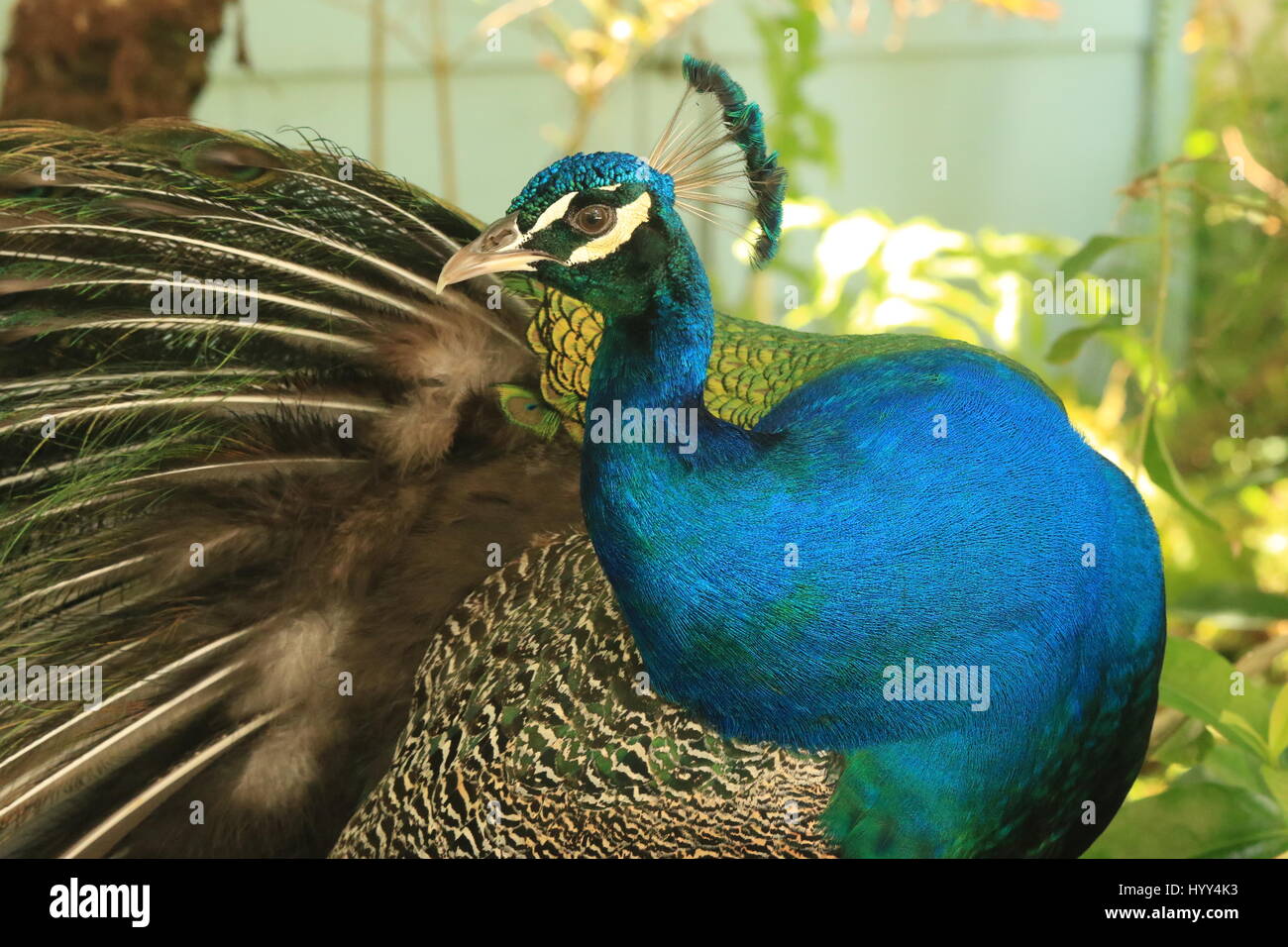 Bella peacock nel selvaggio in Giamaica Foto Stock