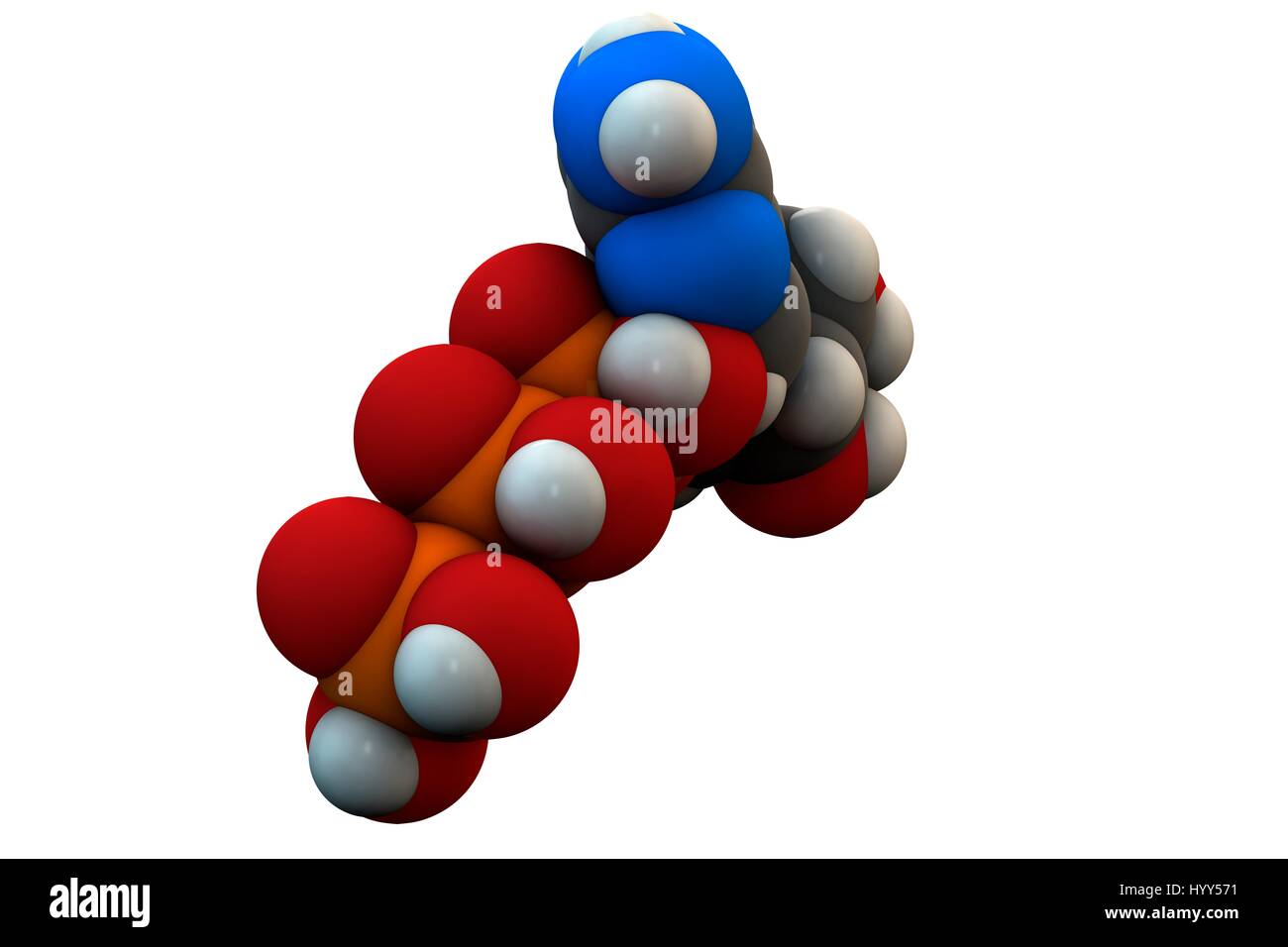 L'adenosina trifosfato (ATP) molecola. Funzioni come neurotrasmettitore, RNA (acido ribonucleico) blocchi di costruzione e il trasferimento di energia molecola. Formula chimica è C10H16N5O13P3. Gli atomi sono rappresentati come sfere: carbonio (grigio), Idrogeno (bianco), Azoto (blu), Ossigeno (rosso), Fosforo (arancione). Illustrazione. Foto Stock