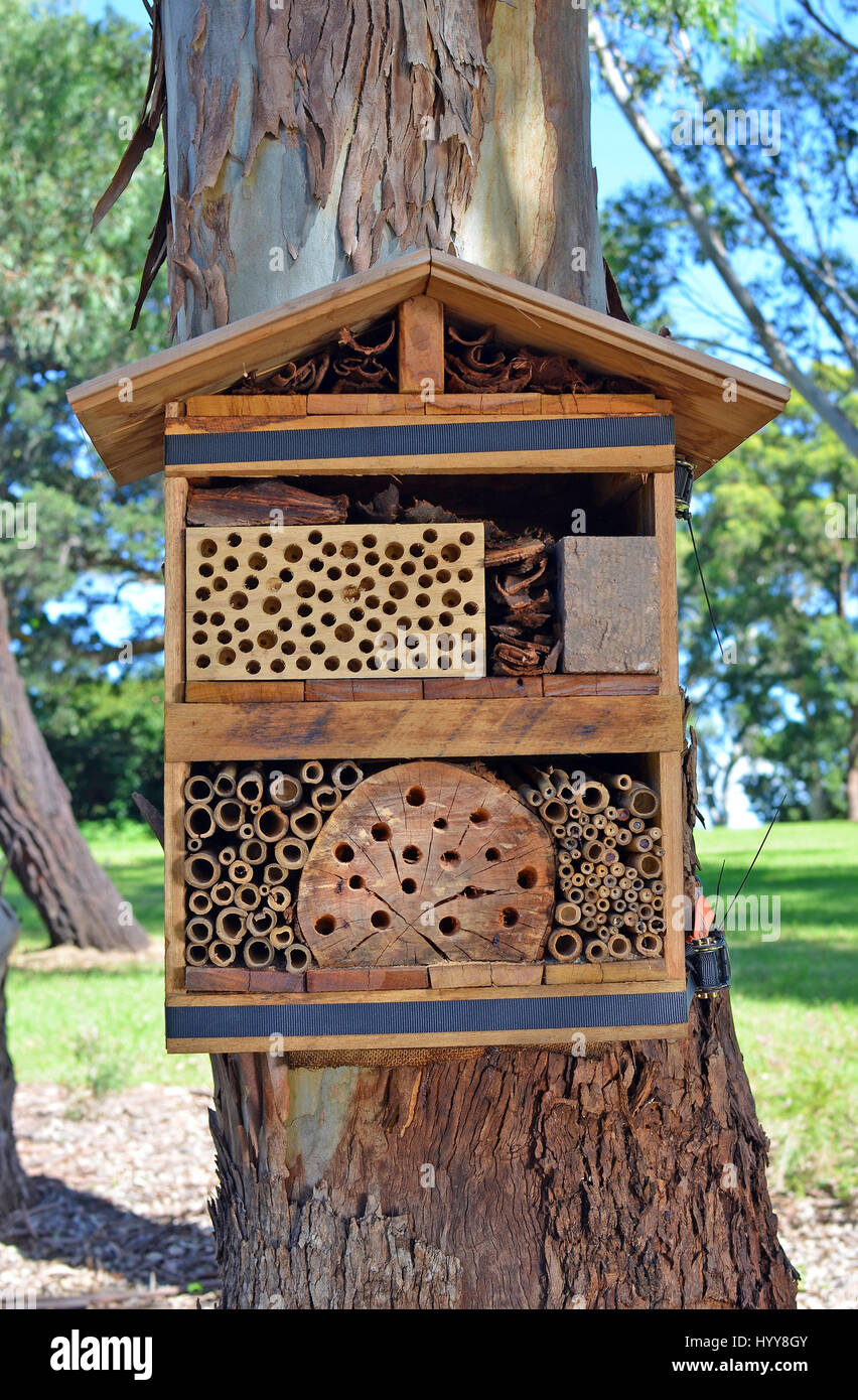 Bee hotel legato ad un albero in un parco Australiano. Area di nidificazione costruito in legno e materiali naturali per attirare solitaria API native per giardini Foto Stock