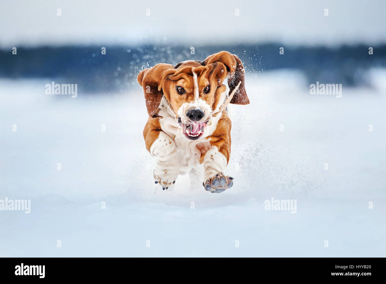 BASSETT hounds si stanno dimostrando ancora una volta come esilarante questa razza di cani può essere come loro tirare le espressioni più divertenti mentre corri verso i loro proprietari. Il side-splitting immagini mostrano il Basset Hounds tirando tutti i tipi di facce buffe come loro droopy pelle fa fatica a tenere il passo con il resto del loro corpo. Altre riprese mostrano il cane giocando fetch e combattere con un altro come la loro pelle tenta di busta. Le immagini sono state catturate dal fotografo russo Ksenia Raykova come lei ha preso i cani per qualche tempo di riproduzione in una foresta locale. Foto Stock