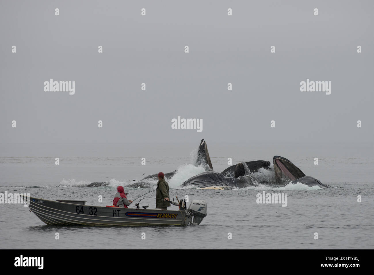 ALASKA, STATI UNITI D'AMERICA: i pescatori guarda la balena spettacolo. Spettacolari immagini di balene Humpback che appare simile a quella di una catena montuosa come essi bolla net mangimi sono stati catturati. L'incredibile serie di foto mostrano come i trenta-tonnellata balene immersione subacquea a cacciare la loro cena di aringa e poi riemergere rapidamente a ingoiare le loro catture prima che il pesce si può fare una fuga. In un altro colpo, una barca di pescatori guardare lo spettacolo. Un'altra immagine mostra un humpback la scomparsa del tubo di lancio in alto le nuvole. Questo straordinario incontro fu catturato da artista americano e fotografo, Scott Methvin (58) in sud Foto Stock