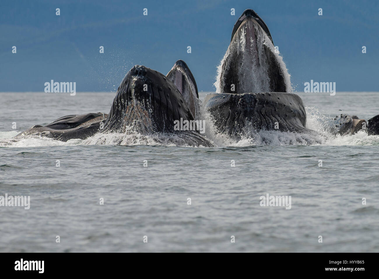 ALASKA, USA: balene Humpback bolla alimentazione rete. Spettacolari immagini di balene Humpback che appare simile a quella di una catena montuosa come essi bolla net mangimi sono stati catturati. L'incredibile serie di foto mostrano come i trenta-tonnellata balene immersione subacquea a cacciare la loro cena di aringa e poi riemergere rapidamente a ingoiare le loro catture prima che il pesce si può fare una fuga. In un altro colpo, una barca di pescatori guardare lo spettacolo. Un'altra immagine mostra un humpback la scomparsa del tubo di lancio in alto le nuvole. Questo straordinario incontro fu catturato da artista americano e fotografo, Scott Methvin (58) in sud Foto Stock