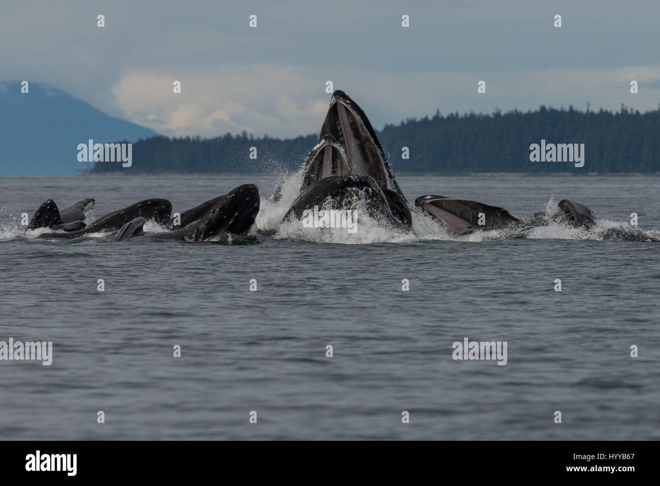 ALASKA, USA: balene Humpback bolla alimentazione rete. Spettacolari immagini di balene Humpback che appare simile a quella di una catena montuosa come essi bolla net mangimi sono stati catturati. L'incredibile serie di foto mostrano come i trenta-tonnellata balene immersione subacquea a cacciare la loro cena di aringa e poi riemergere rapidamente a ingoiare le loro catture prima che il pesce si può fare una fuga. In un altro colpo, una barca di pescatori guardare lo spettacolo. Un'altra immagine mostra un humpback la scomparsa del tubo di lancio in alto le nuvole. Questo straordinario incontro fu catturato da artista americano e fotografo, Scott Methvin (58) in sud Foto Stock