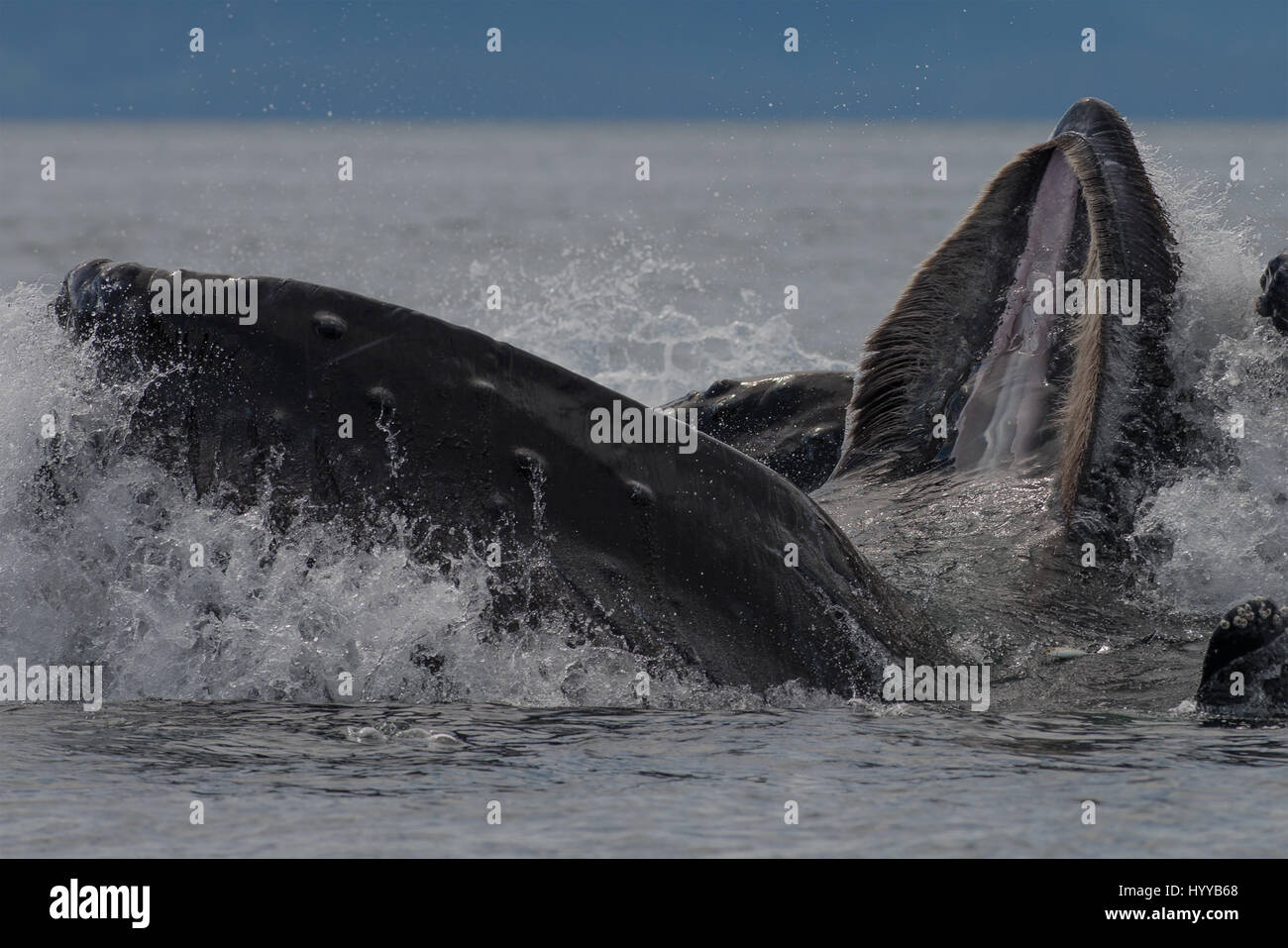 ALASKA, USA: balene Humpback bolla alimentazione rete. Spettacolari immagini di balene Humpback che appare simile a quella di una catena montuosa come essi bolla net mangimi sono stati catturati. L'incredibile serie di foto mostrano come i trenta-tonnellata balene immersione subacquea a cacciare la loro cena di aringa e poi riemergere rapidamente a ingoiare le loro catture prima che il pesce si può fare una fuga. In un altro colpo, una barca di pescatori guardare lo spettacolo. Un'altra immagine mostra un humpback la scomparsa del tubo di lancio in alto le nuvole. Questo straordinario incontro fu catturato da artista americano e fotografo, Scott Methvin (58) in sud Foto Stock