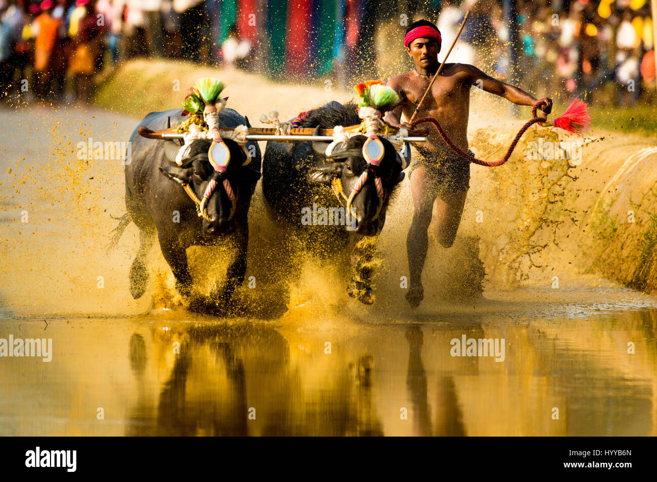 Il Karnataka, India: emozionanti scatti cattura un esilarante bull annuale festival in India mostrano la cultura del subcontinente al suo più ricche di azione. I capelli di innalzamento della serie di immagini mostrano i concorrenti presso il festival Kambala come velocità di essi attraverso il paddock fangoso dove desiderosi di spettatori hanno congregata per allietare la gara frequentatori. In altri scatti, i concorrenti sono visto arrivare intrisa da onde di mucky spray come essi corrono con loro i tori che sono riccamente decorato. Un'altra immagine mostra un agricoltore stesso dowse in secchi di acqua per rinfrescarsi dopo una gara difficile mentre un altro mostra un grou Foto Stock
