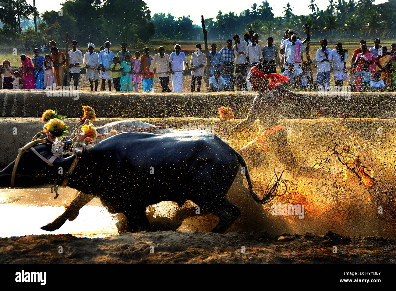 Il Karnataka, India: emozionanti scatti cattura un esilarante bull annuale festival in India mostrano la cultura del subcontinente al suo più ricche di azione. I capelli di innalzamento della serie di immagini mostrano i concorrenti presso il festival Kambala come velocità di essi attraverso il paddock fangoso dove desiderosi di spettatori hanno congregata per allietare la gara frequentatori. In altri scatti, i concorrenti sono visto arrivare intrisa da onde di mucky spray come essi corrono con loro i tori che sono riccamente decorato. Un'altra immagine mostra un agricoltore stesso dowse in secchi di acqua per rinfrescarsi dopo una gara difficile mentre un altro mostra un grou Foto Stock