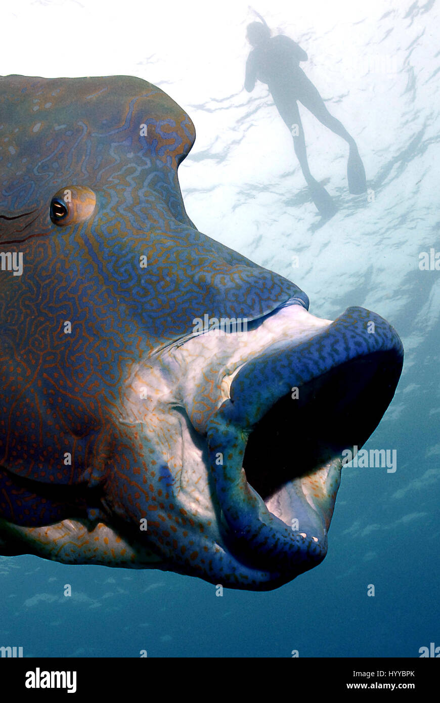 Pesce gigante con la bocca aperta. La sensazionale inversione di ruolo le  foto sembrano mostrare un enorme cinque piedi di pesce lungo la  deglutizione di un subacqueo in immersione per il suo