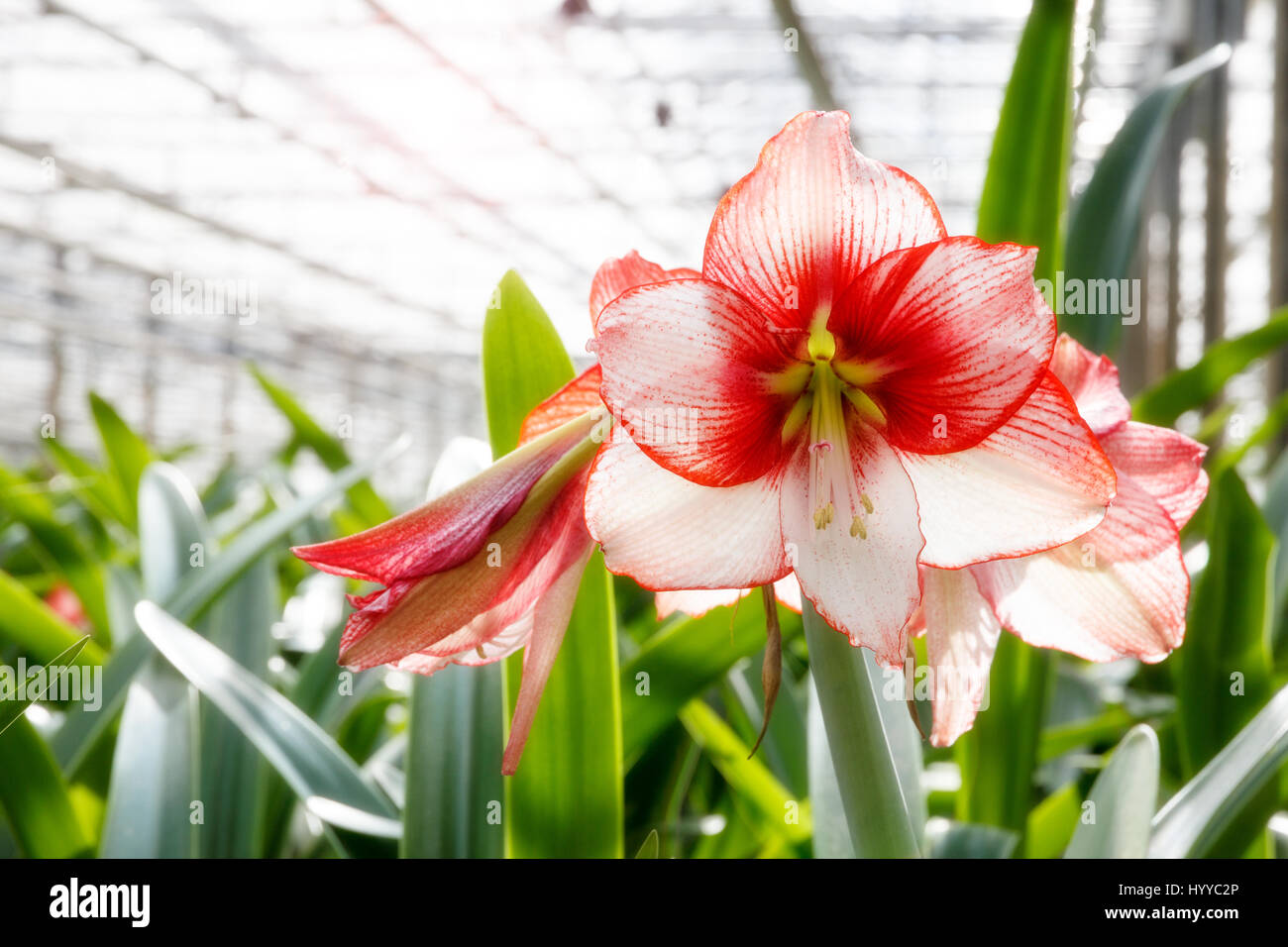 Amaryllis fioritura la coltivazione delle piante in una serra. Foto Stock
