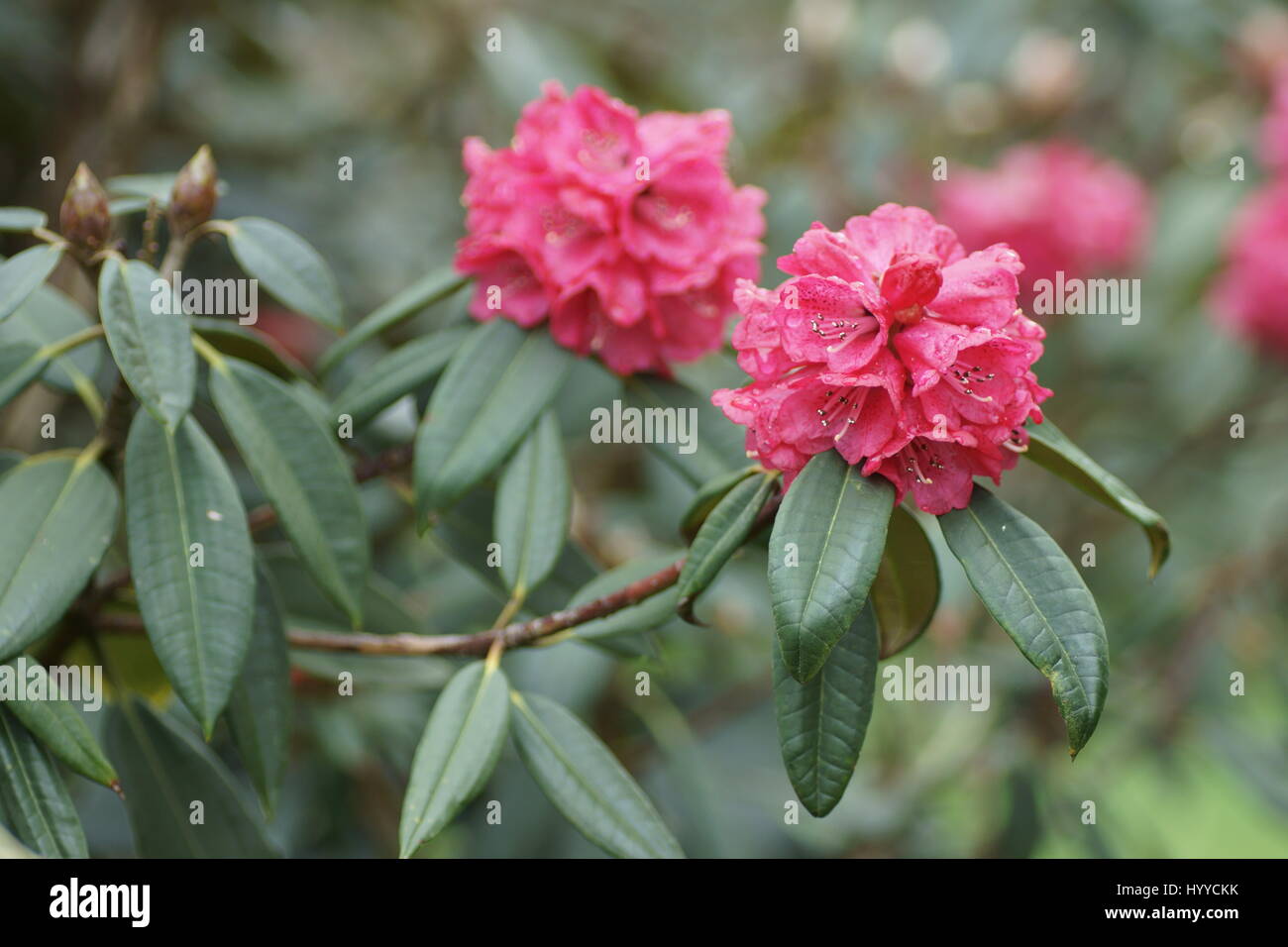 Rhododendron arboreum a Clyne giardini, Swansea, Wales, Regno Unito. Foto Stock