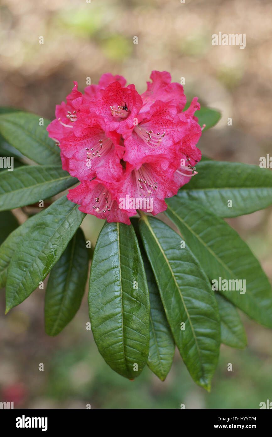 Rhododendron arboreum ssp. delavayi a Clyne giardini, Swansea, Wales, Regno Unito. Foto Stock