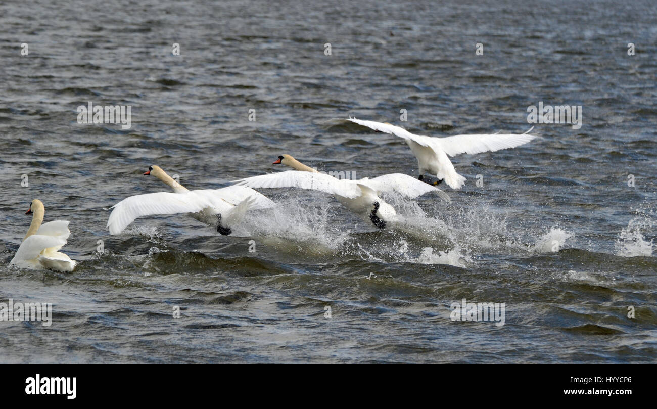 Abbotsbury Swannery, Abbotsbury, Dorset, Regno Unito. I cigni al momento del pasto. Foto Stock