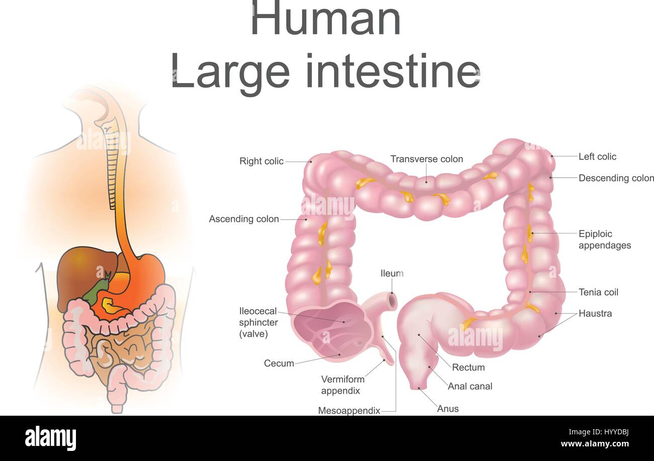 L'intestino crasso, chiamato anche il colon, fa parte delle fasi finali della digestione, illustrazione vettoriale. Illustrazione Vettoriale
