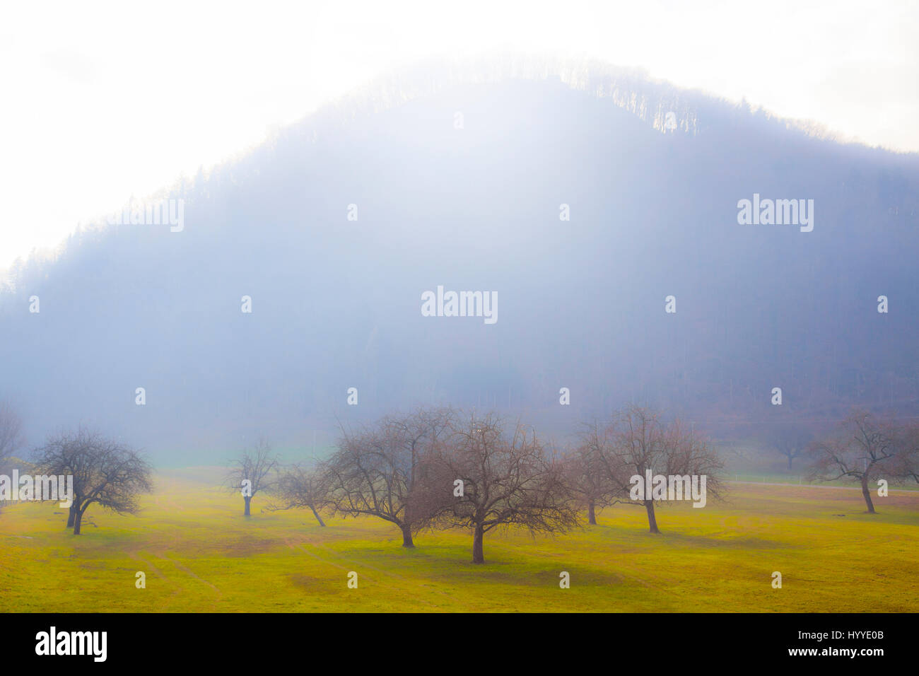 alberi in nebbia Foto Stock