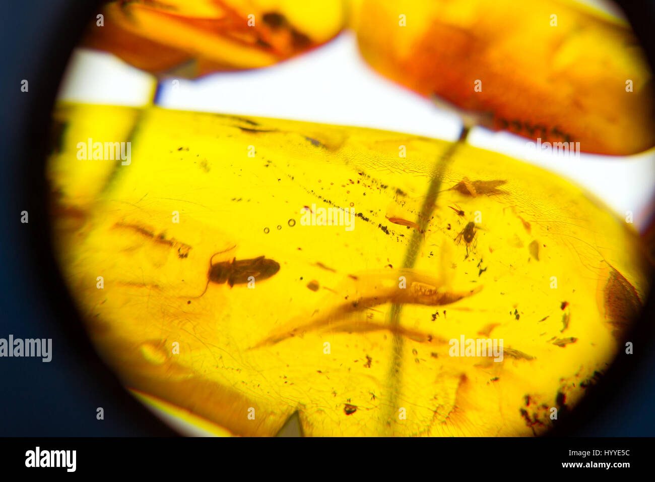 Mostre di Amber Museum, insetti congelati in ambra. Pezzi temprati di resina vengono utilizzati per la realizzazione di eleganti gioielli del Mar Baltico. Palanga Museo ambra in botani Foto Stock