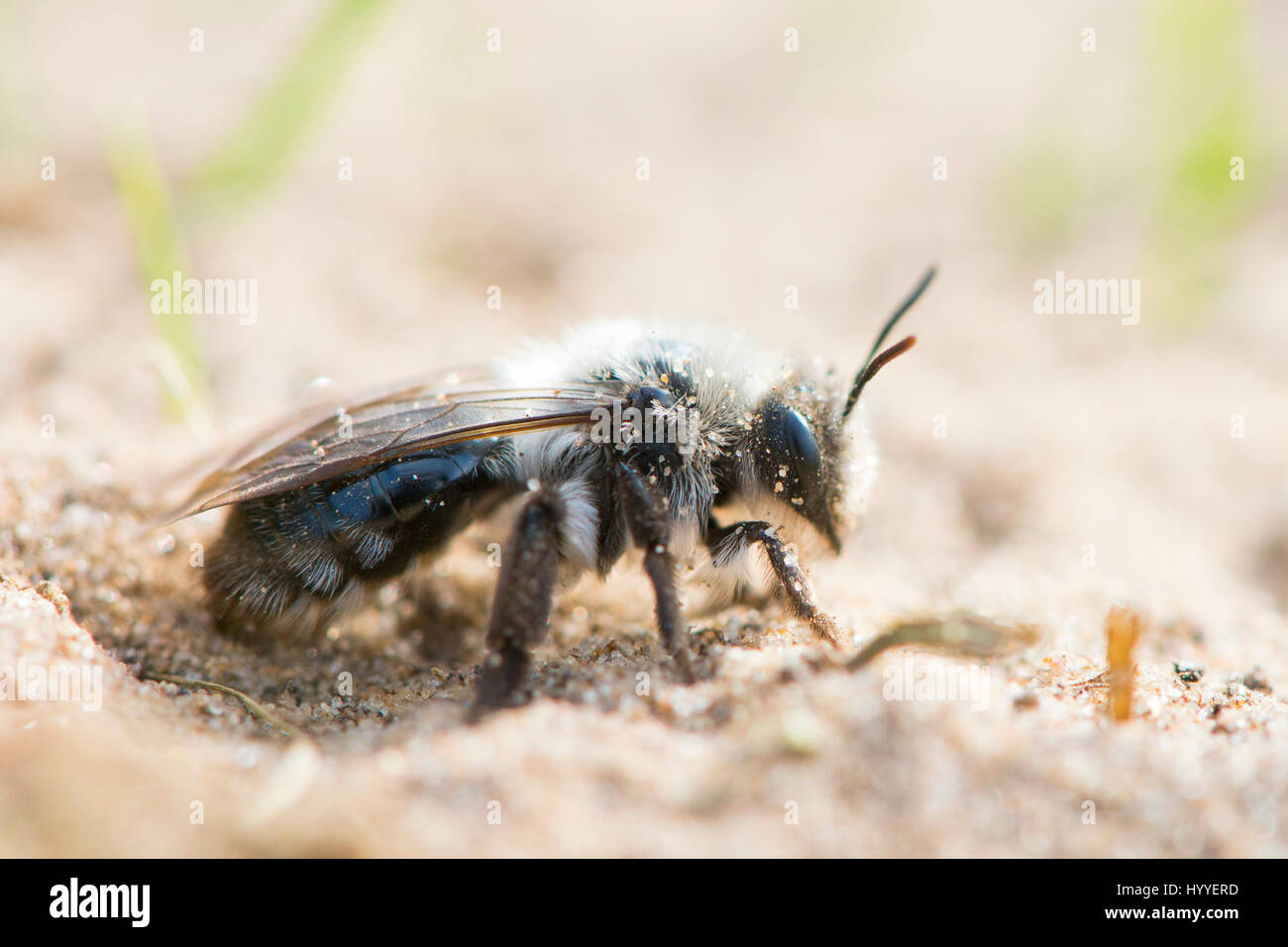Ashy Mining Bee (Andrena cineraria), Emsland, Bassa Sassonia, Germania Foto Stock