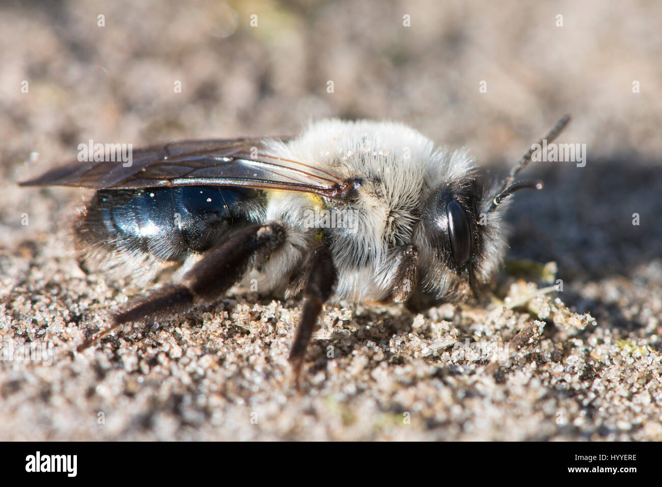 Ashy Mining Bee (Andrena cineraria), Emsland, Bassa Sassonia, Germania Foto Stock