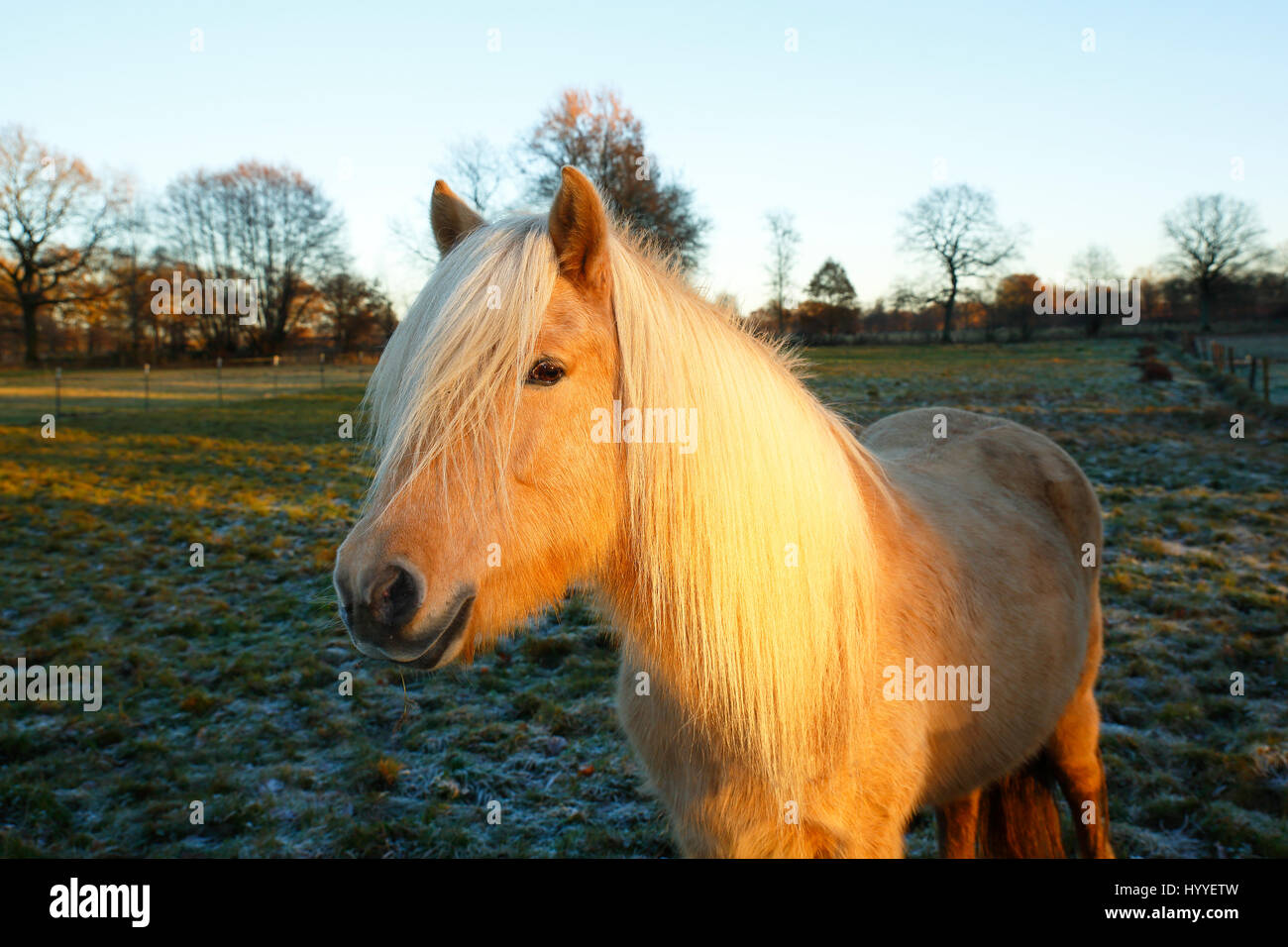 Isabel colorati Pony Islanda in ultima luce della sera, Islanda Pony, Islanda cavallo (Equus przewalskii f. Caballus) mare, cavallo di razza Foto Stock