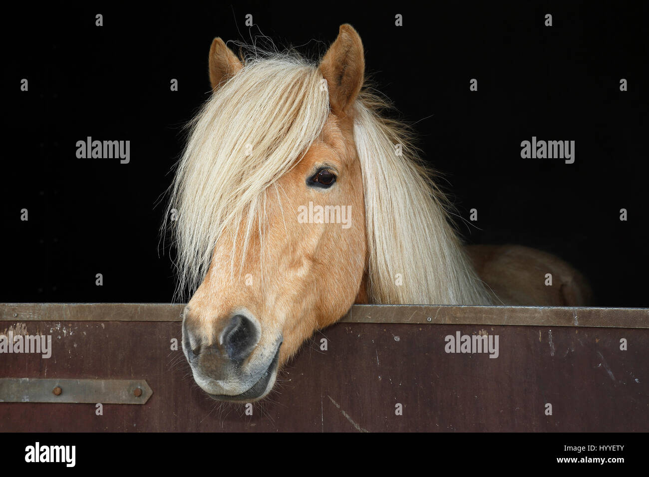 Islanda cavallo, isabell colorato mare guardando curiosamente fuori da un box per cavallo di razza, Islanda Pony (Equus przewalskii f. Caballus) Foto Stock