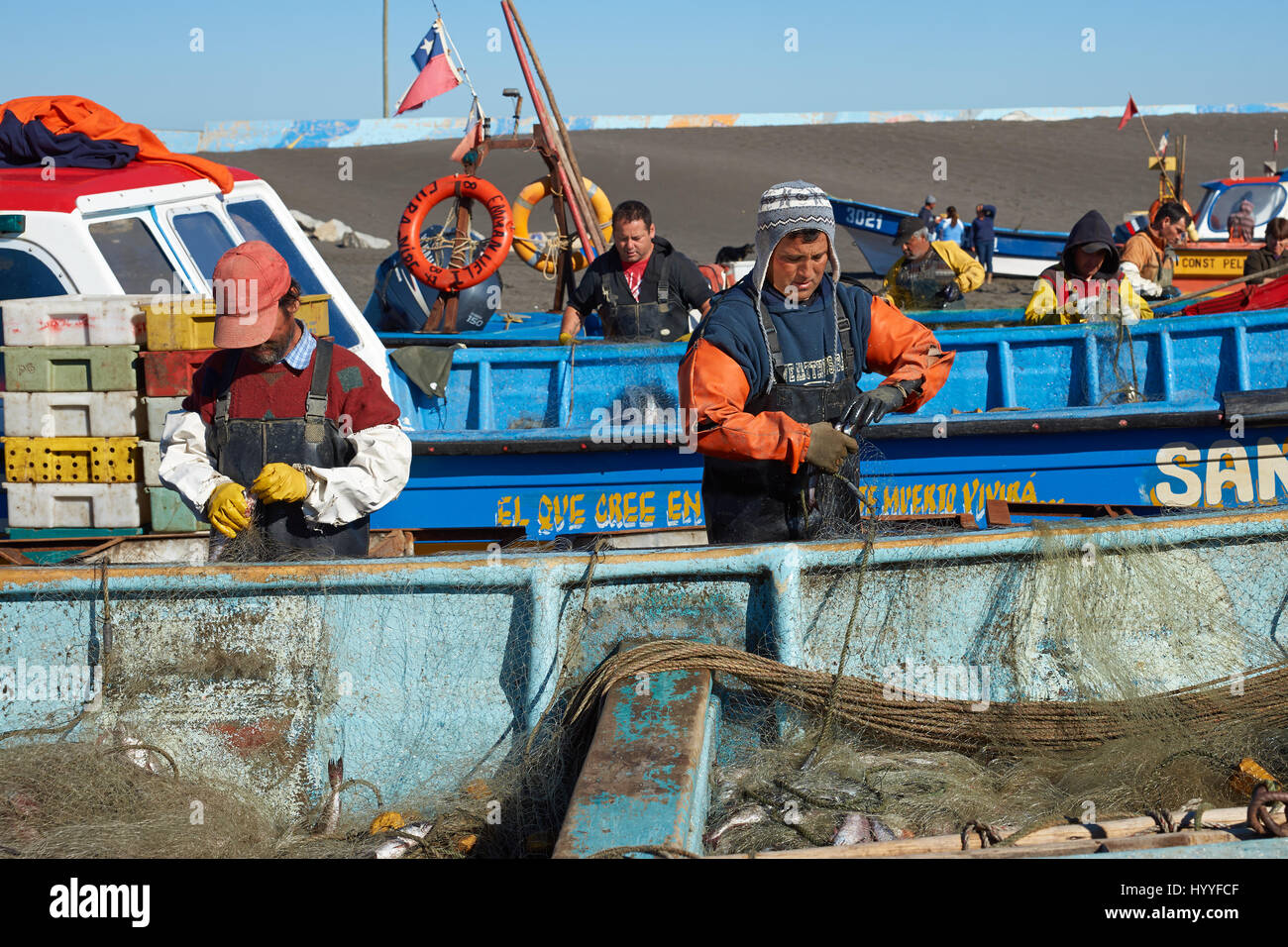 Rimozione dei pescatori merluza (Pacific nasello) dalle reti da pesca di barche tirate fuori del mare sulla spiaggia nel villaggio di Curanipe in Cile Foto Stock