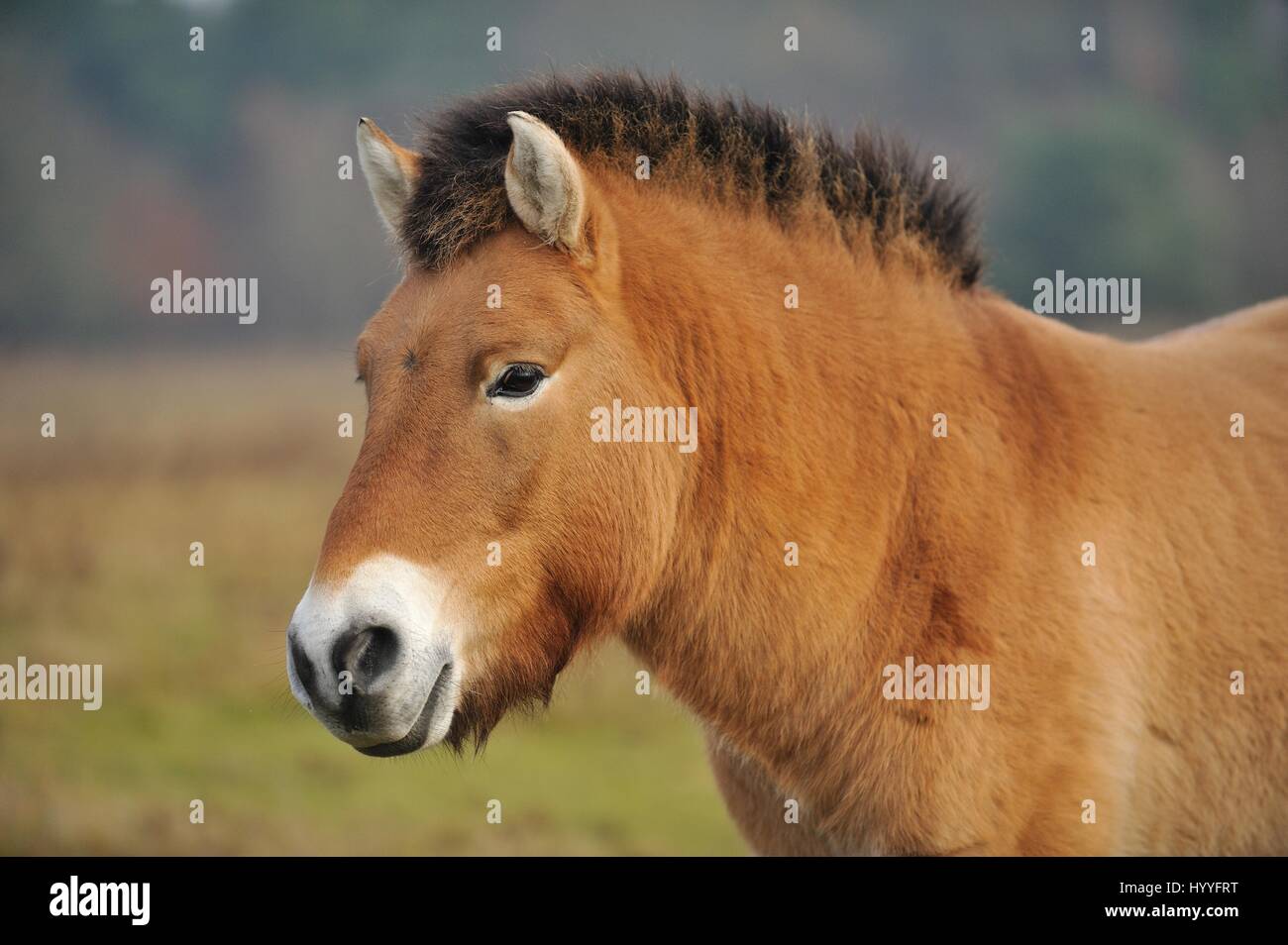 Asian cavallo selvaggio Foto Stock