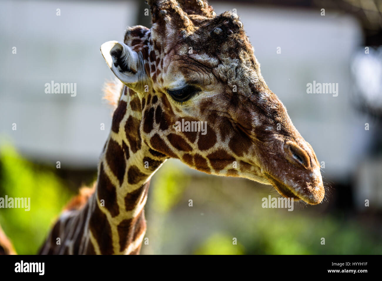La giraffa essendo alimentati in uno zoo e facendo facce buffe Foto Stock