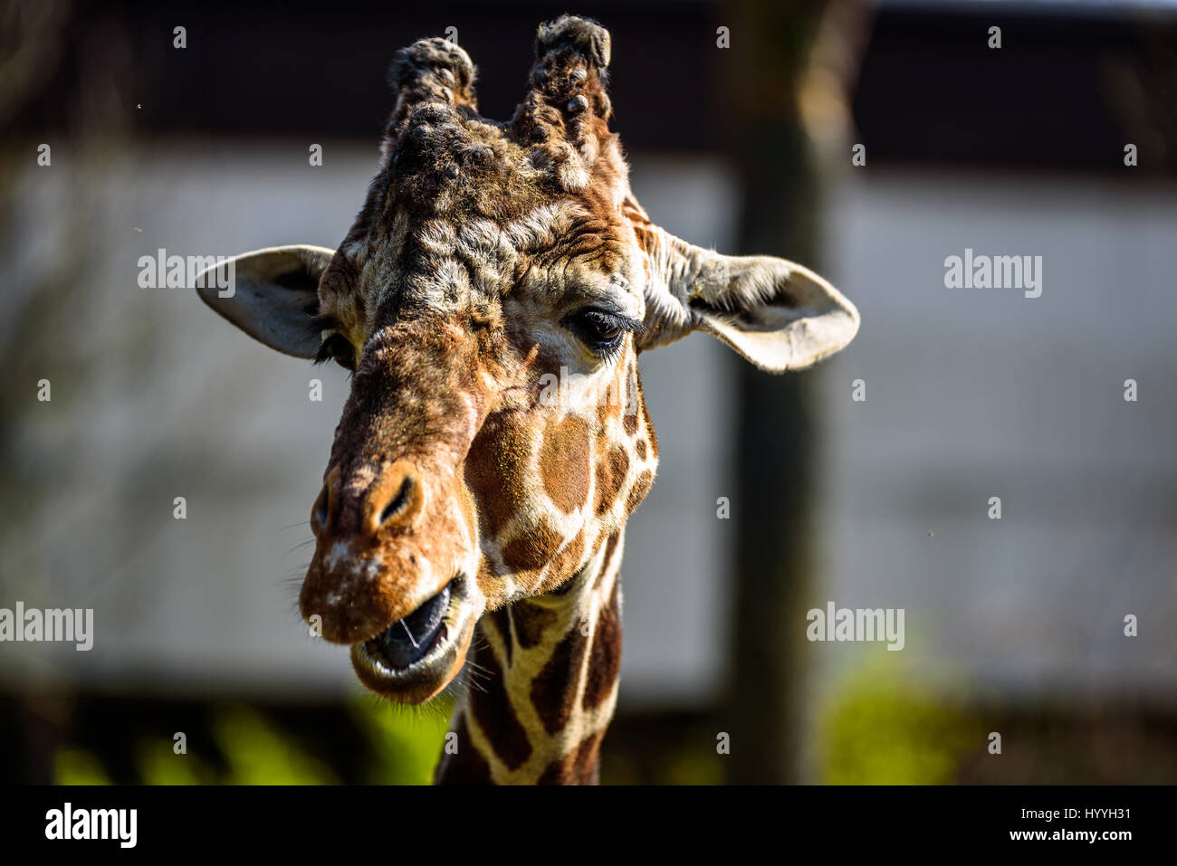 La giraffa essendo alimentati in uno zoo e facendo facce buffe Foto Stock