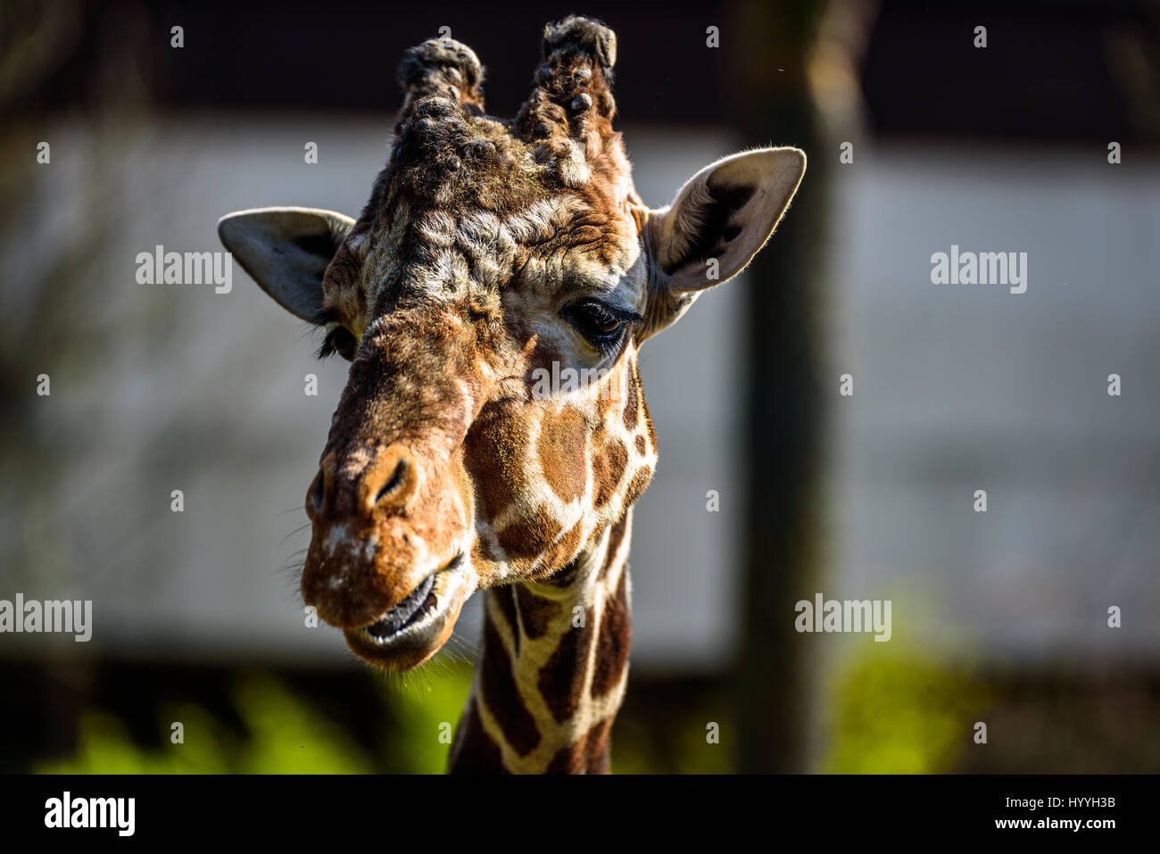 La giraffa essendo alimentati in uno zoo e facendo facce buffe Foto Stock