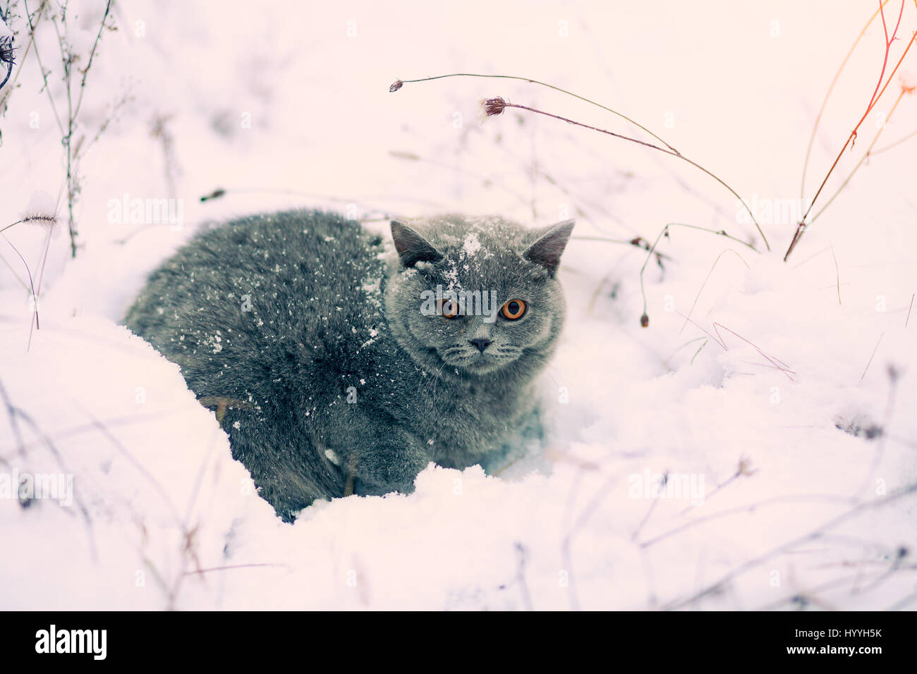 Gatto con neve seduta nella neve profonda in Blizzard. Foto Stock