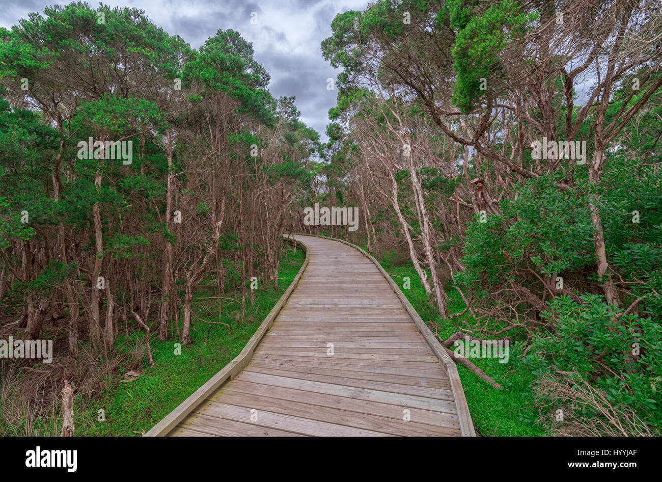 Bella passerella in legno / lungomare che conduce attraverso una piccola foresta con luminosi verdi alberi su entrambi i lati Foto Stock