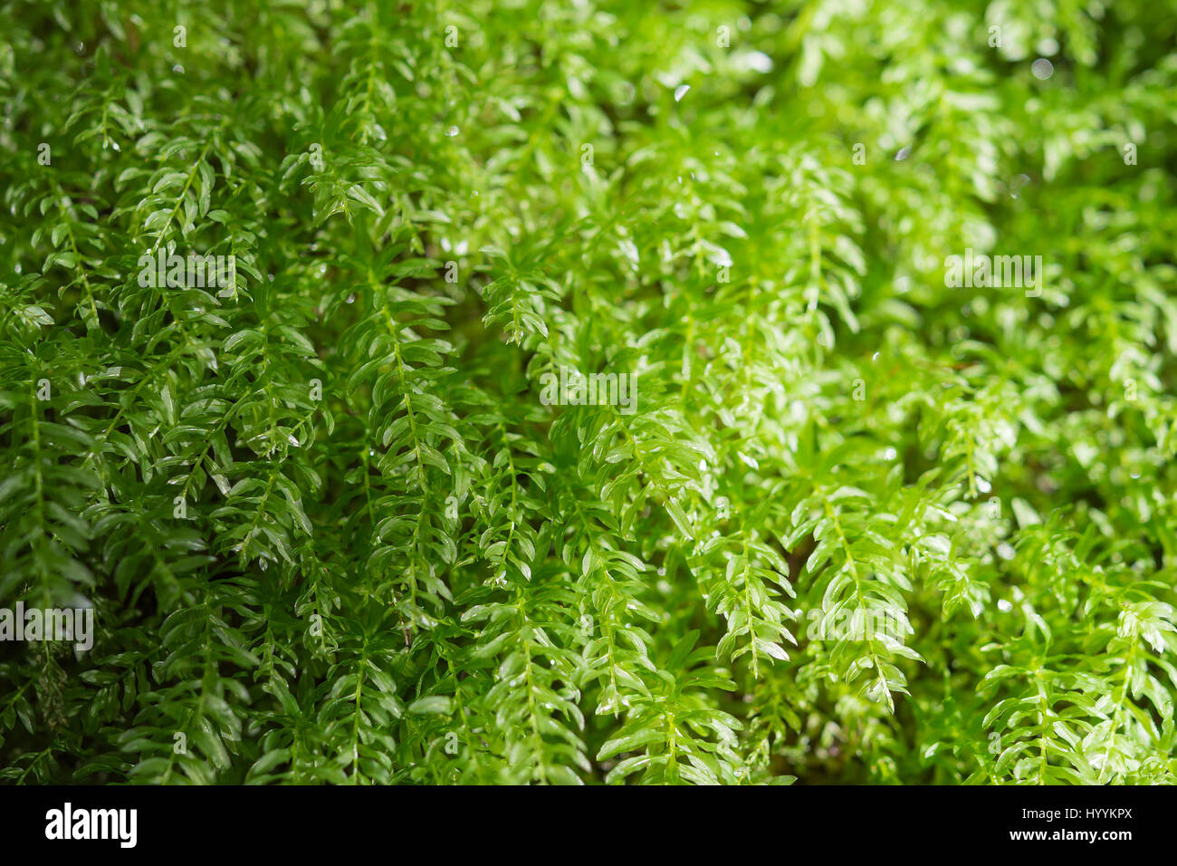 Sfondo floreale con vegetazione fresca leafage nella foresta di luce solare Foto Stock
