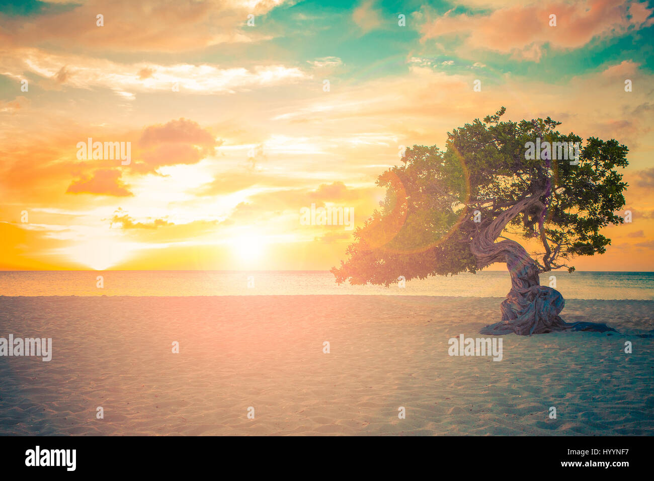Visione idilliaca di tropicale Aruba Beach con divi Divi tree al tramonto Foto Stock