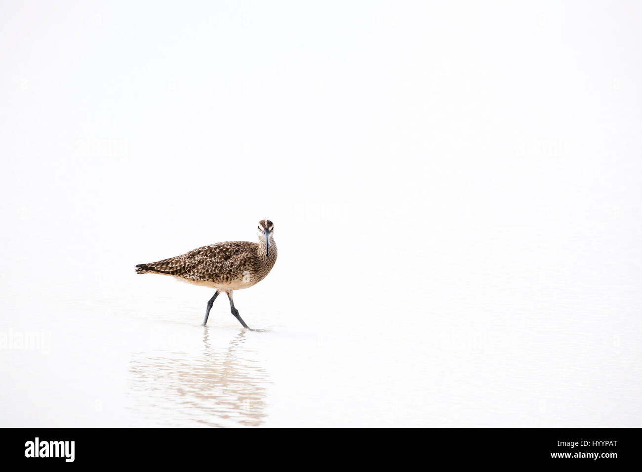 Whimbrel (Numenius phaeopus) guado in acque poco profonde su una spiaggia di sabbia Foto Stock