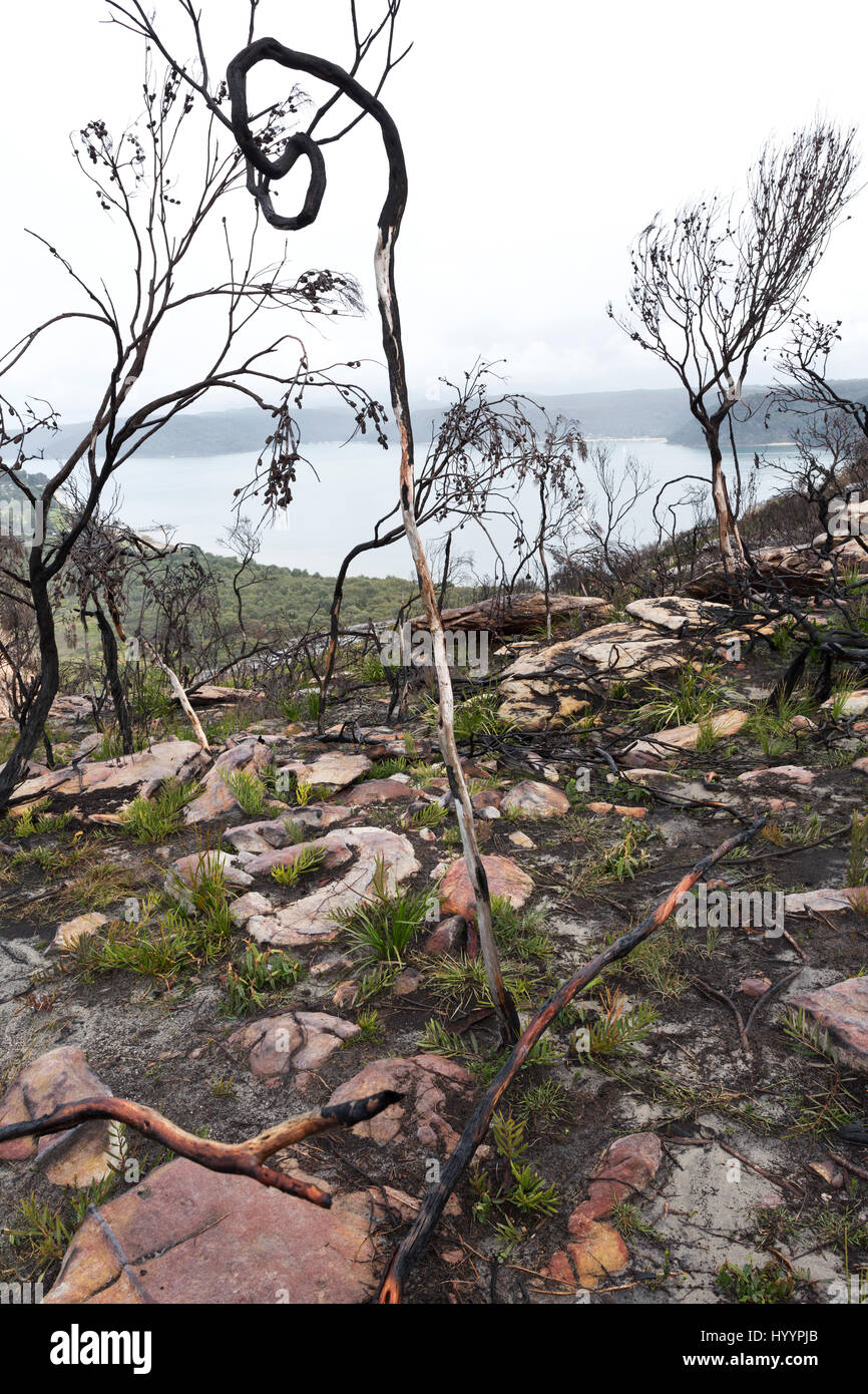 Bushfire paesaggio (conseguenze) Capezzagna Barrenjoey Palm Beach New South Wales AUSTRALIA Foto Stock