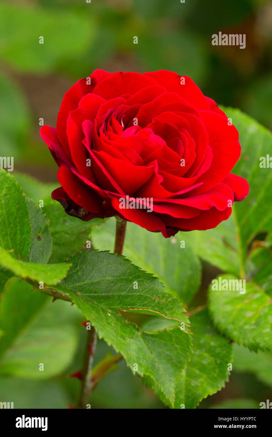 Canzoni di lode immagini e fotografie stock ad alta risoluzione - Alamy