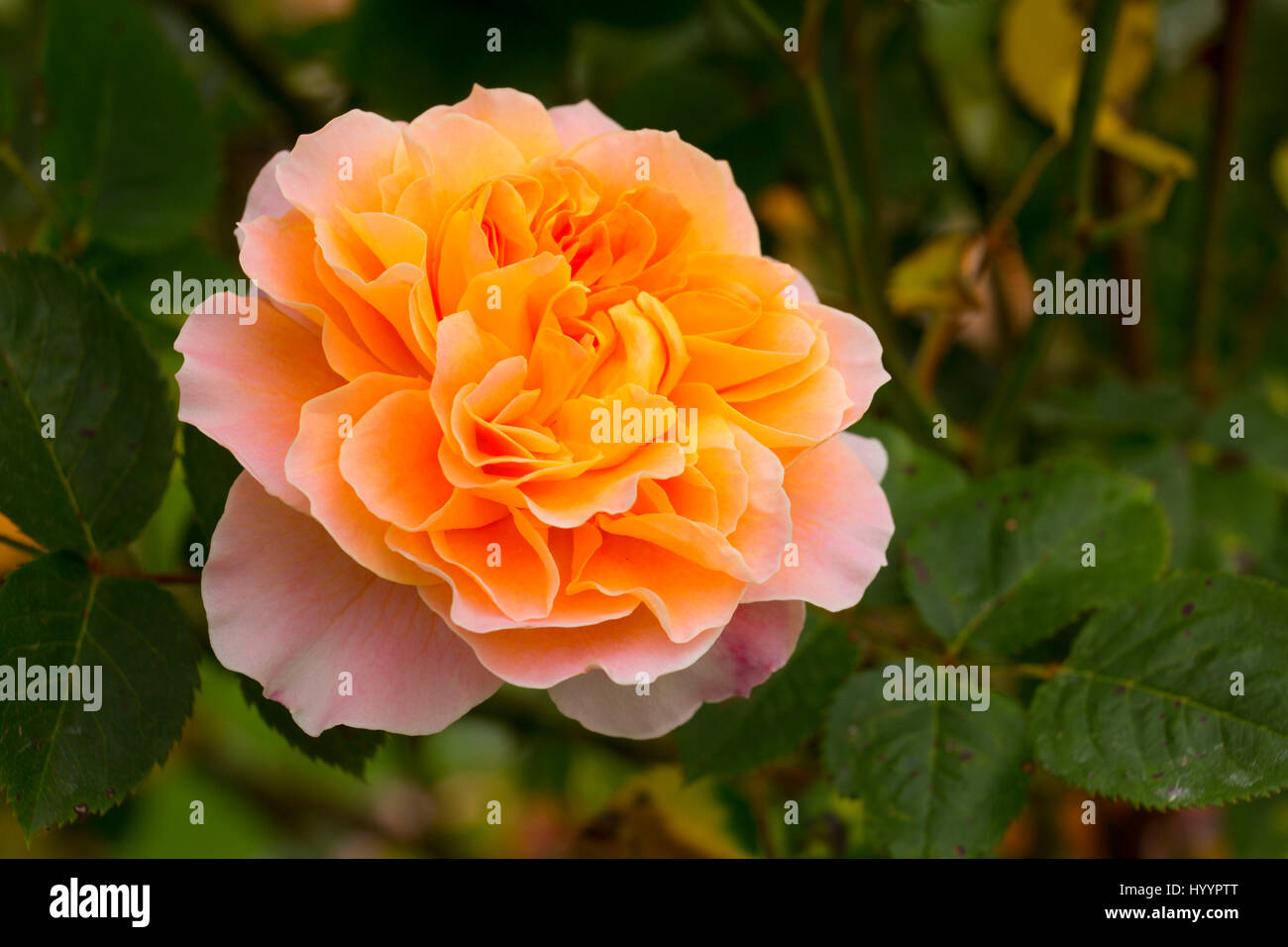 La rosa impressionista, cimelio di rose, San Paolo, Oregon Foto Stock