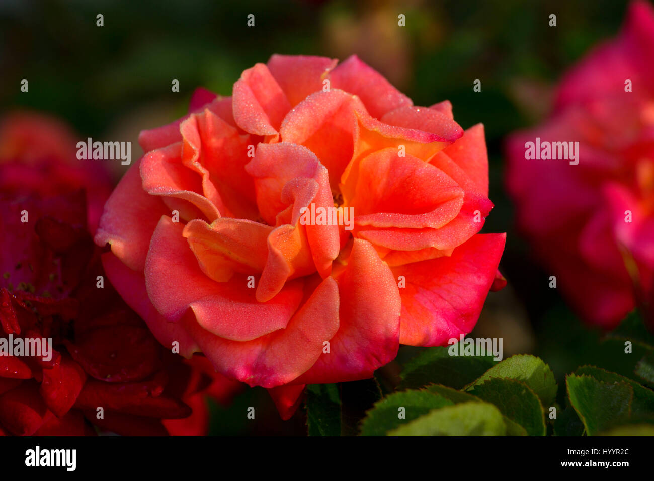 Il vecchio fascino rustico rose, cimelio di rose, San Paolo, Oregon Foto Stock