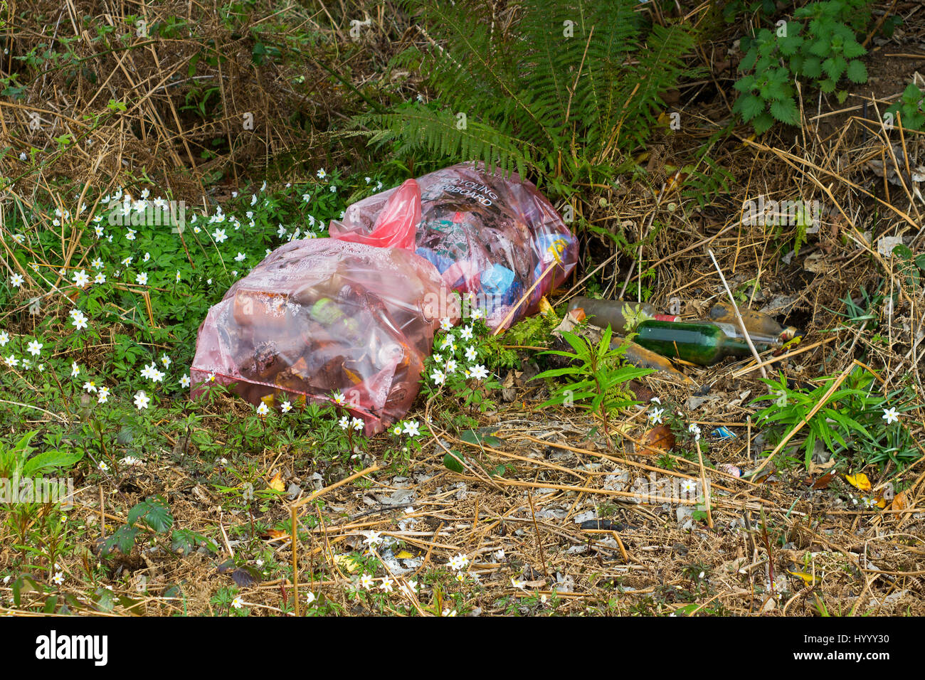 Una grossa busta di plastica riempito di rifiuti insieme con un numero di bottiglie di vetro che sono state oggetto di dumping illegalmente in un parco locale in Bangor, Ir settentrionale Foto Stock