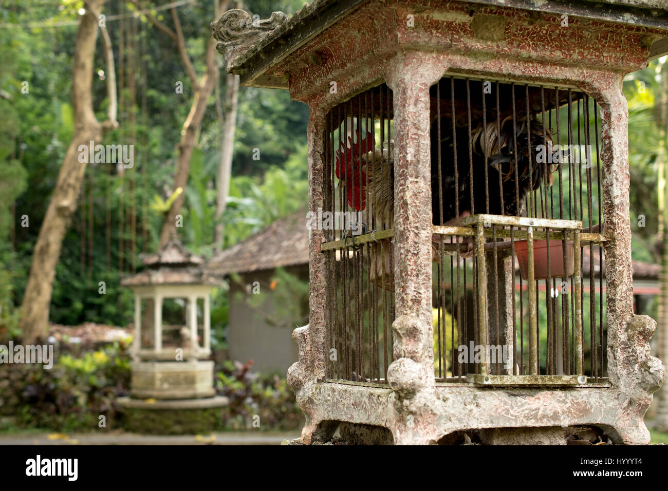 Gabbia di gallo, Ubud Bali, Indonesia Foto Stock