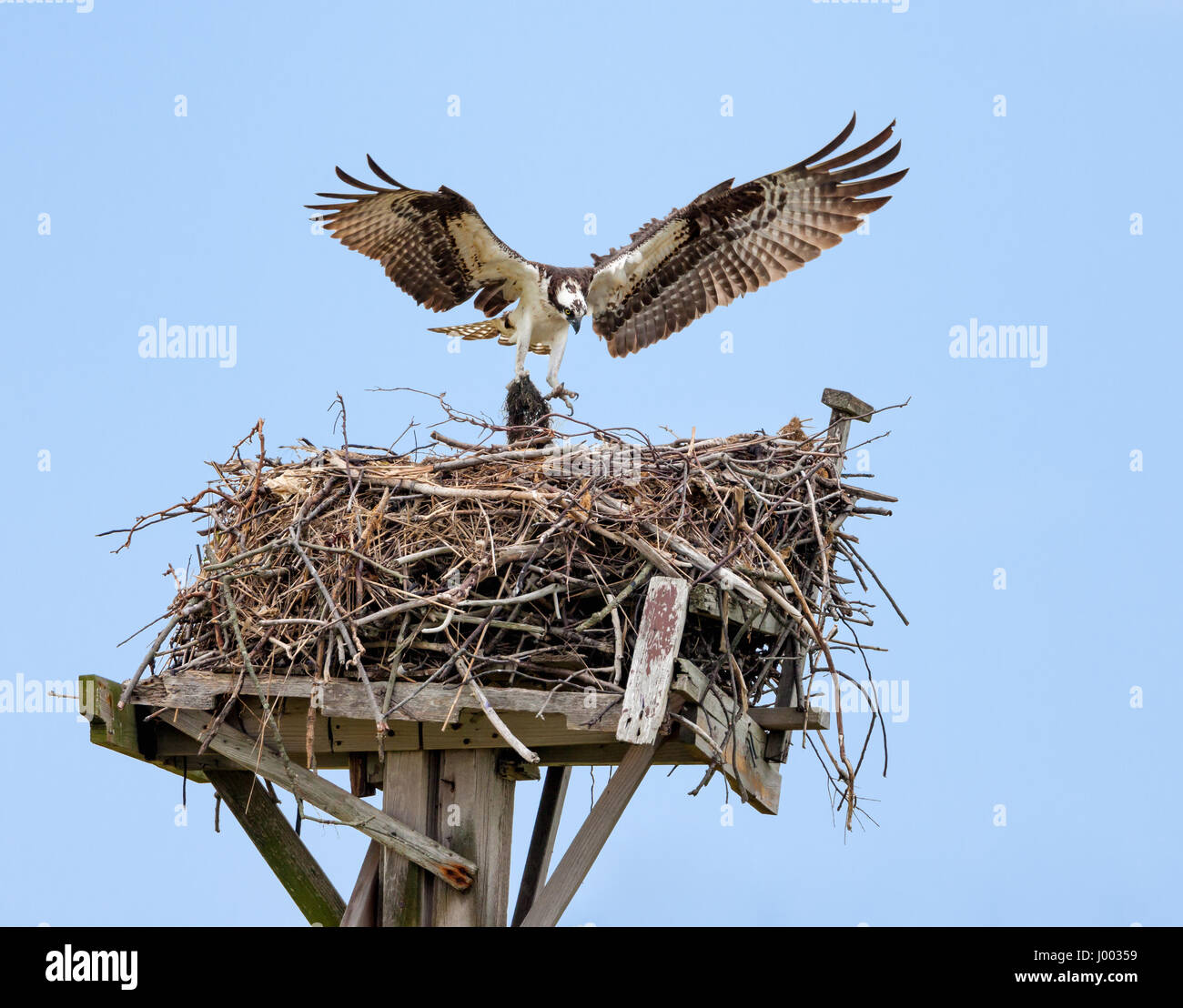 Osprey con ali aperte costruendo un ramoscello nido su una piattaforma di nidificazione in Giamaica Bay, Queens, a New York City Foto Stock