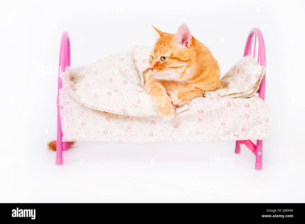 Rosso Gatto sdraiato su un letto di rosa su sfondo bianco in studio. Foto Stock